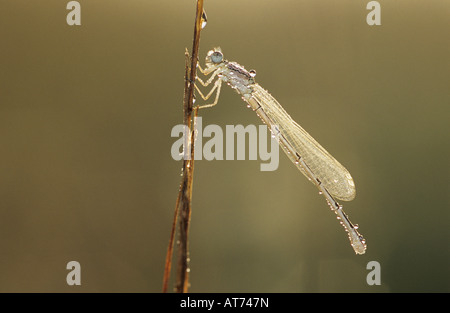 Bluet familiers Enallagma civile femelle avec la rosée Willacy County Rio Grande Valley Texas USA Mai 2004 Banque D'Images