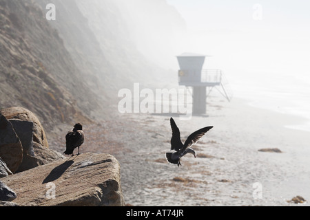 Sur les oiseaux donnent sur de Lifeguard Station Torrey Pines State Reserve, San Diego County, Californie, USA Banque D'Images