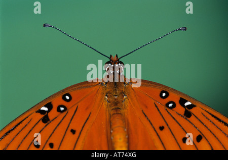 Agraulis vanillae Gulf Fritillary homme Lake Corpus Christi Texas USA Mai 2003 Banque D'Images