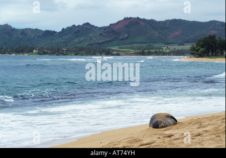 Le phoque moine hawaiien Monachus schauinslandi repos adultes à beach Kauai Hawaii USA Août 1996 Banque D'Images