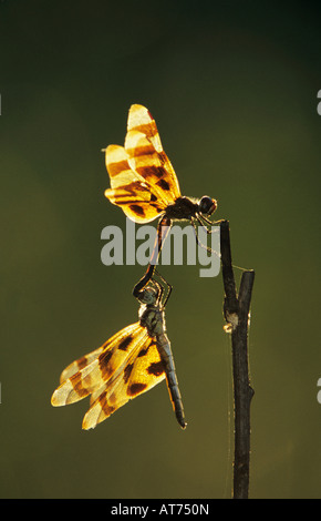 Fanion Halloween Celithemis eponina soudeur accouplement paire Wildlife Refuge Sinton Texas USA Mai 2005 Banque D'Images