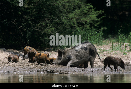 Population de porcs Sus scrofa femelle avec porcelets dans la boue se vautre Starr County Rio Grande Valley Texas USA Mai 2002 Banque D'Images