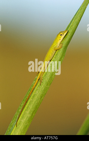 Anole vert Anolis carolinensis young le soudeur en feuille de palmier Wildlife Refuge Sinton Texas USA Juin 2005 Banque D'Images