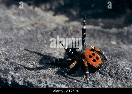 Eresus cinnaberinus homme araignée coccinelle Wallis Suisse Septembre 1997 Banque D'Images