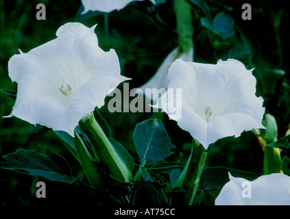 Stramoine Datura stramonium, mais c'est une belle fleur poison trouvé dans le sud du Texas Animaux ne pas manger ce plan Banque D'Images