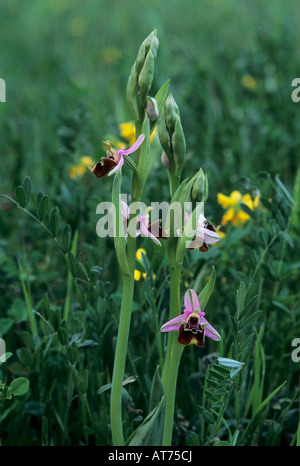 La fin de l'Orchidée Araignée Ophrys holosericea blossom île grecque de Samos Grèce Avril 1994 Banque D'Images