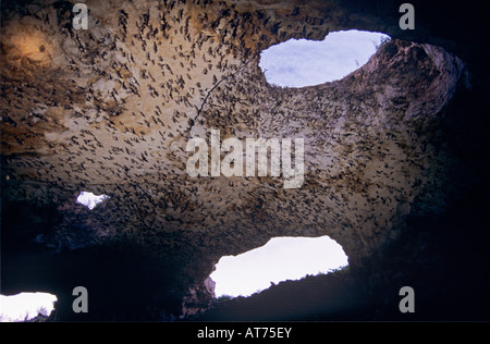 Libre mexicain tuberculata Tadarida brasiliensis les chauves-souris sortent de Cave Frio Bat Cave Texas USA Juin 2005 Banque D'Images