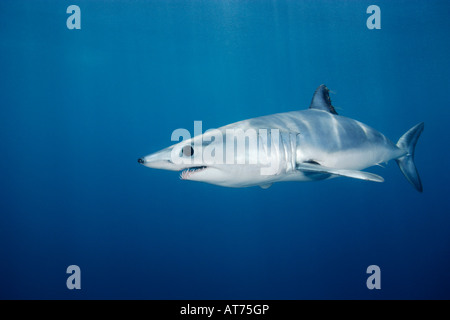 Pw0228-D. Requin-taupe bleu, Isurus oxyrinchus. En Californie, aux États-Unis, l'océan Pacifique. Photo Copyright Brandon Cole Banque D'Images