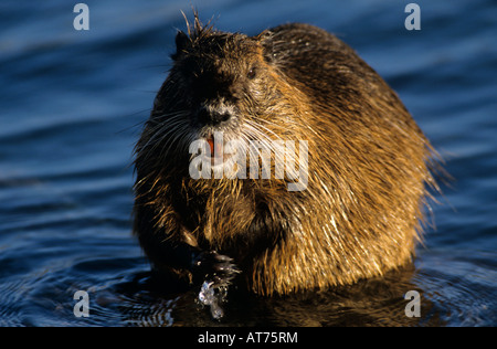 Nutria Myocaster coypus hot New Braunfels Texas USA Mars 2003 Banque D'Images