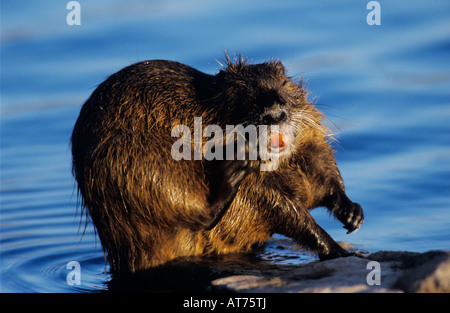 Nutria Myocaster coypus hot New Braunfels Texas USA Mars 2003 Banque D'Images