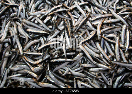 Close-up d'anchois de la mer Noire ('hamsi' en turc) à vendre au marché à Istanbul. Banque D'Images