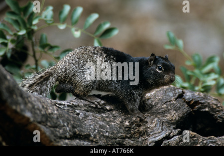 Rock Spermophilus variegatus hot Garner State Park Texas USA Mars 2002 Banque D'Images