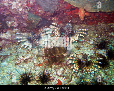 Poisson-papillon, Pterios trois milles et possible d'autres espèces avec palmes réparties vu sur le dessus Banque D'Images