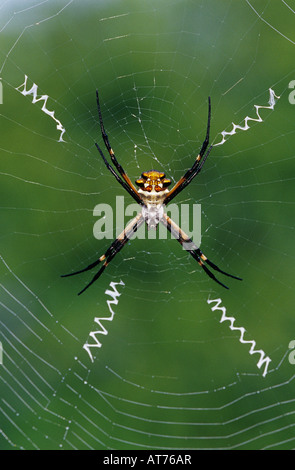 Argiope argentata Argiope argentée femme dans web Willacy County Rio Grande Valley Texas USA Mai 2004 Banque D'Images