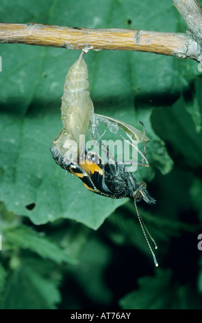 Petite écaille Aglais urticae sortant d'adultes chrysalide Oberaegeri Suisse Mai 1994 Banque D'Images