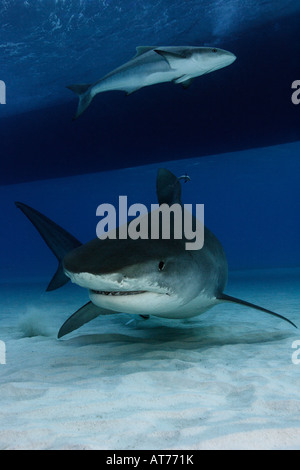 Pa0712-D. Requin tigre, Galeocerdo cuvier. Bahamas, Océan Atlantique. Photo Copyright Brandon Cole Banque D'Images