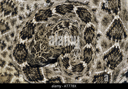 Western Diamondback Rattlesnake Sinton adultes Crotalus atrox Texas USA Mai 2005 Banque D'Images