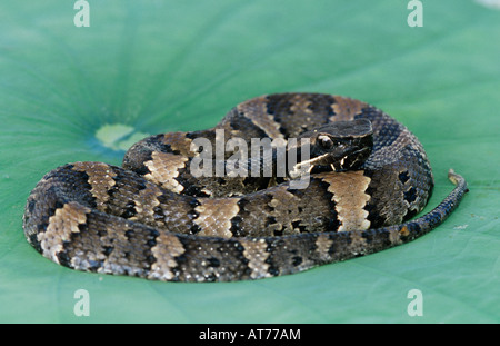 Western Cottonmouth Agkistrodon leucostoma piscivores jeune soleil sur Lotus Sinton Texas USA Banque D'Images