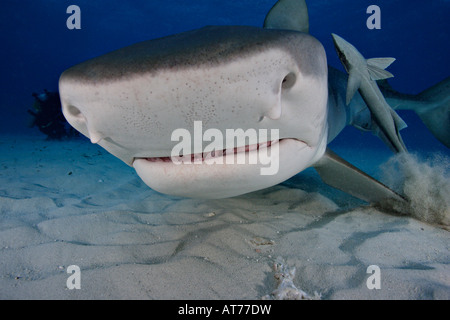 Pa0951-D. Requin tigre, Galeocerdo cuvier. Bahamas, Océan Atlantique. Photo Copyright Brandon Cole Banque D'Images