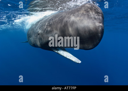 Nf0240-D. Cachalot, Physeter macrocephalus, sous l'eau, ouvrant la bouche. Photo Copyright Brandon Cole Banque D'Images