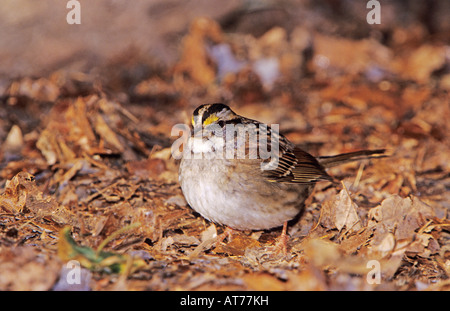 White-throated Sparrow Zonotrichia albicollis adulte sur le sol avec des feuilles Burlington North Carolina USA Janvier 2005 Banque D'Images