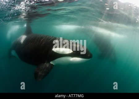 Pt0004-D. Orca Orcinus orca. Également appelé Épaulard. Race transitoire. En Californie, l'océan Pacifique. Photo Copyright Brandon Cole Banque D'Images