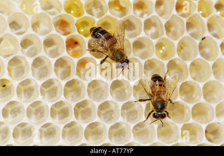 Apis mellifera abeille abeilles sur le miel sauvage soudeur cône Wildlife Refuge Sinton Texas USA Mai 2005 Banque D'Images