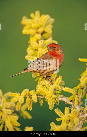 Roselin familier Carpodacus mexicanus homme en butinant Blackbrush Acacia Acacia rigidula Lake Corpus Christi Texas USA Avril 2003 Banque D'Images