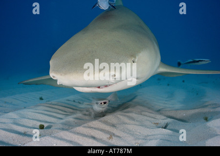 Pa0029-D. Le requin, Negaprion brevirostris. Bahamas, Océan Atlantique. Photo Copyright Brandon Cole Banque D'Images