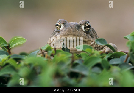 Texas Toad Bufo speciosus Starr adultes dans la vallée du Rio Grande Comté Texas USA Mai 2002 Banque D'Images