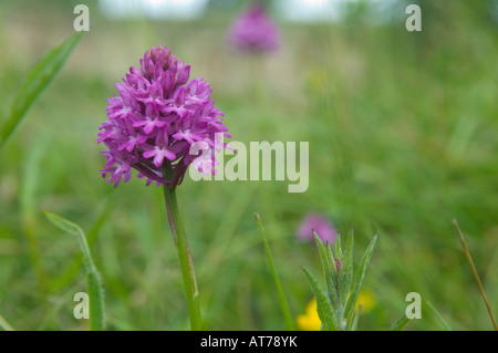 Orchid Purple pyramid à meadow grass, UK Banque D'Images