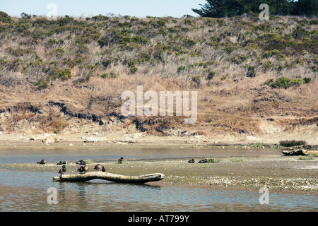 Canards sur bois flotté flottant San Simeon State Park sur l'Autoroute de la côte Pacifique, de San Luis Obispo County, Californie, USA Banque D'Images