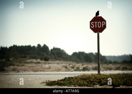 Crow sur panneau d'arrêt San Simeon State Park sur l'Autoroute de la côte Pacifique, de San Luis Obispo County, Californie, USA Banque D'Images