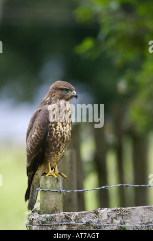 Buzzard sauvage sur un poteau de clôture Banque D'Images