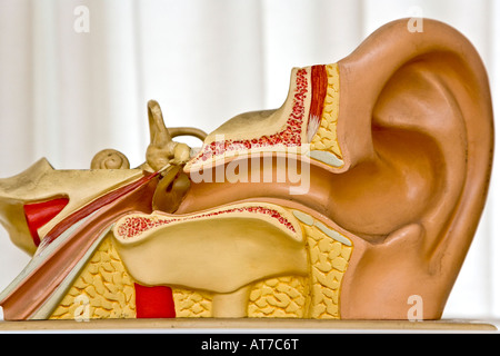 Modèle de l'oreille humaine Banque D'Images