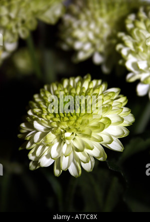 Zinnia 'green Envy' dans un bouquet de fleurs Banque D'Images