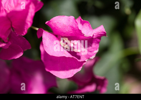 Paperflower Bougainvillea glabra, (Trillingblomma) Banque D'Images