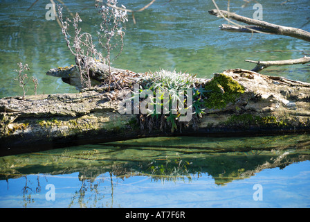 Arbre mort tronc peuplier fixant en bleu vert d'eau nouveaux jeunes plantes croissant sur elle nature paysage Banque D'Images