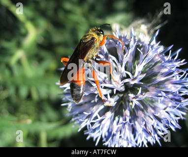 Un grand golden digger wasp se nourrit du pollen d'un globe thistle Banque D'Images