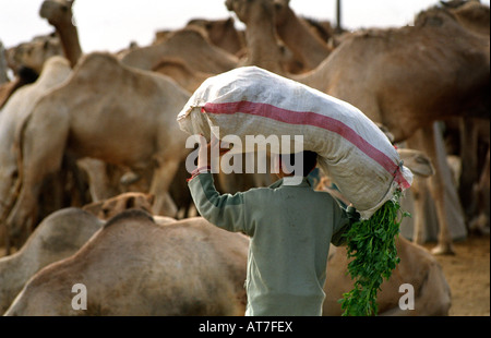 Marché aux chameaux près du Caire, Egypte Banque D'Images