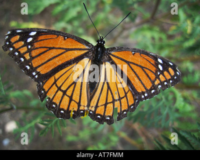 Un papillon avec les ailes en lambeaux juste avant la migration vers le sud pour l'hiver. Banque D'Images