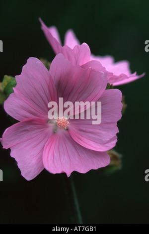 Tree Mallow Lavatera Rosea AGM deux fleurs sur fond sombre Banque D'Images