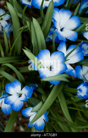 Crocus bleu chilien Banque D'Images