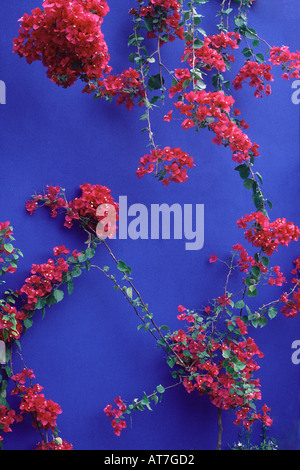 Bougainvillea glabra AGM fleurs Magenta contre mur bleu Majorelle à Chelsea Garden Show Banque D'Images
