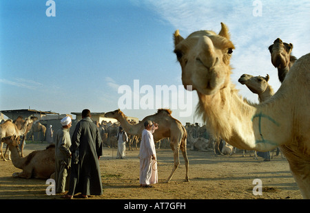 Marché aux chameaux près du Caire, Egypte Banque D'Images