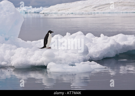 Adelie penguin dans profil debout sur la banquise en mer de Weddell, près de l'île Paulet Antarctique regardant au loin Banque D'Images