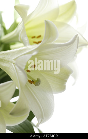 Blanc de Pâques Lilly Fleur close up against white, Lililum longiflorum affichant dans de fleur. Lys Blanc chefs. Banque D'Images