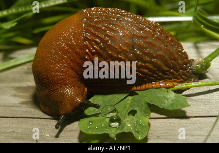 L'Espagnol Slug Close up Garden Europe, limace lusitanienne (Arion vulgaris, Arion lusitanicus), sur tronc en bois mange laisser Banque D'Images