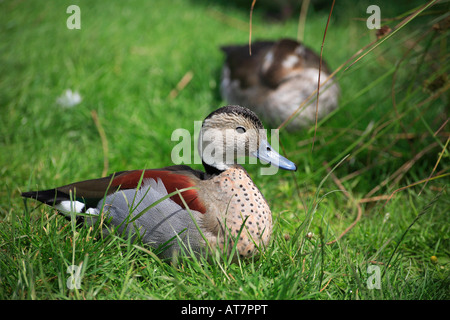 Ringed Teal Callonetta leucophrys oiseau Canard Banque D'Images