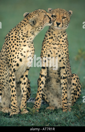 Le Guépard (Acinonyx jubatus) Lissage après un kill, mère et son petit, Masai Mara, Kenya Banque D'Images